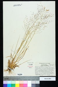 Eragrostis capillaris image