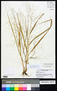 Eragrostis capillaris image