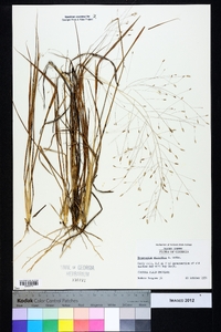 Eragrostis elliottii image