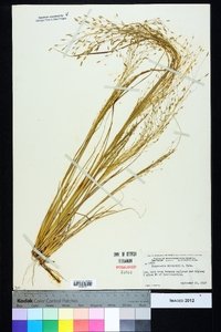 Eragrostis elliottii image