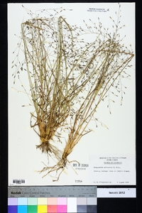 Eragrostis elliottii image