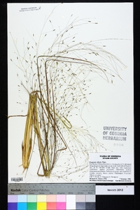 Eragrostis elliottii image