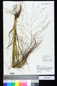 Eragrostis elliottii image