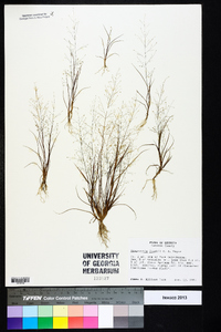 Eragrostis frankii image