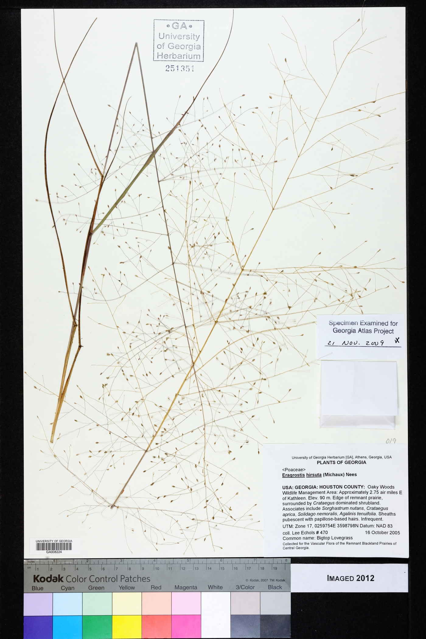 Eragrostis hirsuta image