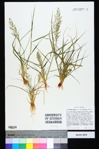 Eragrostis minor image