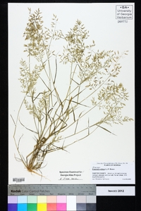 Eragrostis pilosa image