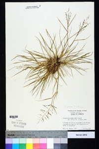 Eragrostis pilosa image