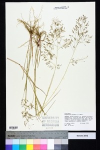 Eragrostis pilosa image