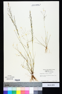 Eragrostis pilosa image