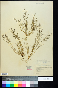 Eragrostis pilosa image