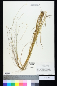 Eragrostis refracta image
