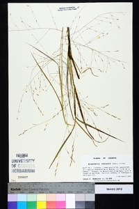 Eragrostis refracta image