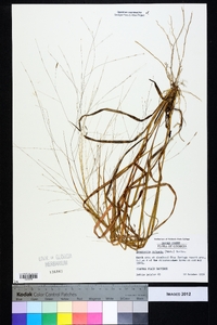 Eragrostis refracta image