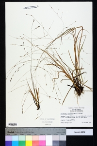 Eragrostis refracta image