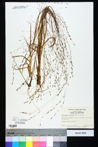 Eragrostis refracta image