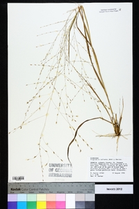 Eragrostis refracta image