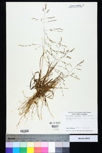 Eragrostis refracta image