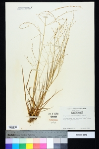 Eragrostis refracta image