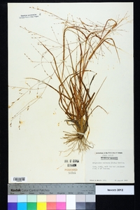 Eragrostis refracta image