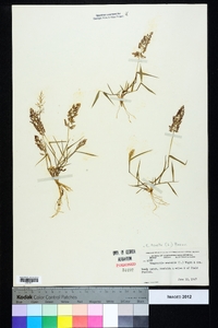 Eragrostis amabilis image