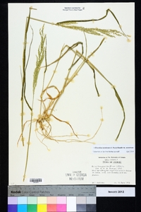 Eriochloa acuminata image