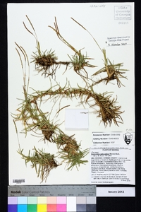 Eremochloa ophiuroides image