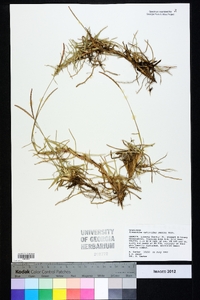 Eremochloa ophiuroides image