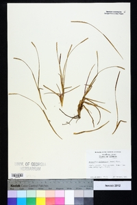 Eremochloa ophiuroides image