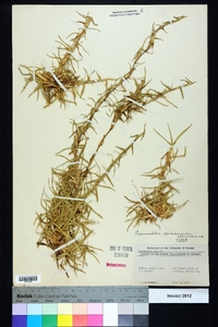 Eremochloa ophiuroides image