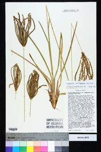 Eustachys distichophylla image