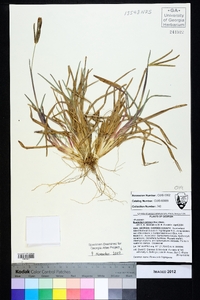 Eustachys petraea image