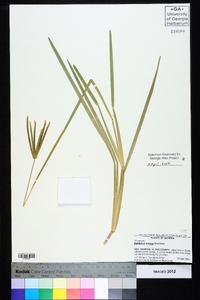 Eustachys petraea image