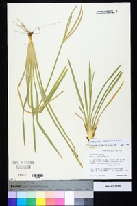 Eustachys petraea image