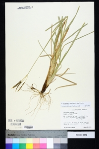 Eustachys petraea image