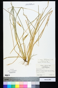 Eustachys petraea image