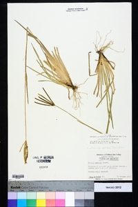 Eustachys petraea image