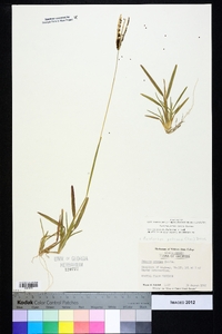 Eustachys petraea image