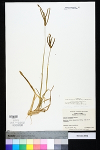 Eustachys petraea image