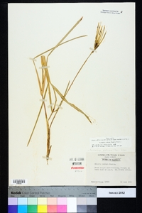 Eustachys petraea image