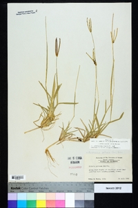 Eustachys petraea image