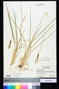 Eustachys petraea image