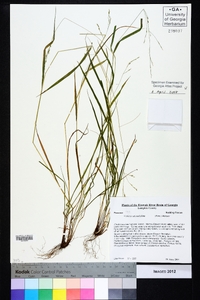 Festuca subverticillata image