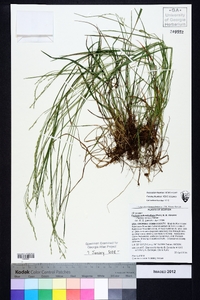 Festuca subverticillata image