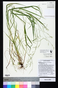 Festuca subverticillata image