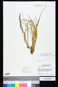 Festuca subverticillata image