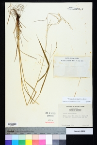 Festuca subverticillata image