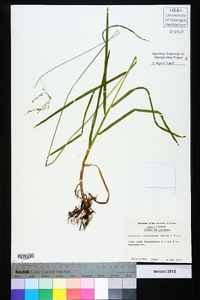 Glyceria canadensis image