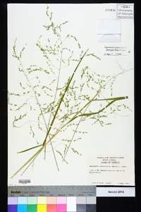 Glyceria canadensis image