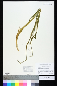 Glyceria melicaria image